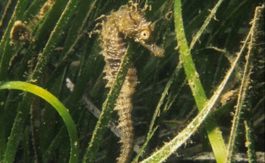 Após décadas de intenso declínio, as pradarias de ervas marinhas europeias mostram sinais de recuperação e menores taxas de perda 