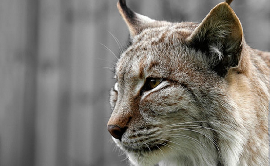 Mais dois linces ibéricos iniciam adaptação à natureza em Mértola