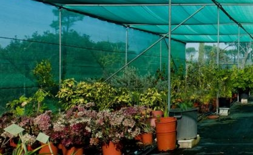 Horto da UALG vende hastes florais de orquídeas