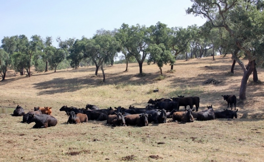 Seca no Baixo Alentejo e no Sotavento Algarvio preocupa agricultores