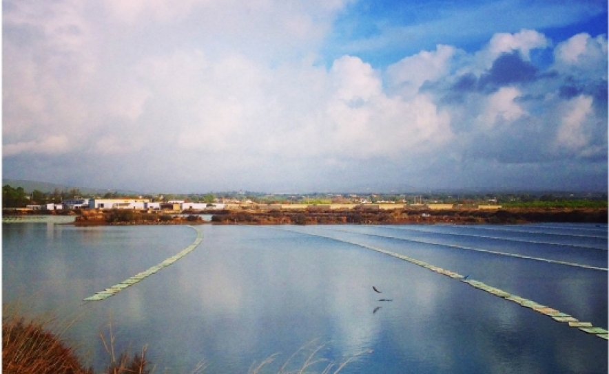 Revista Internacional Marine Genomics publica novos estudos sobre espécies de bivalves, que contam com colaboração de investigadora da CCMAR