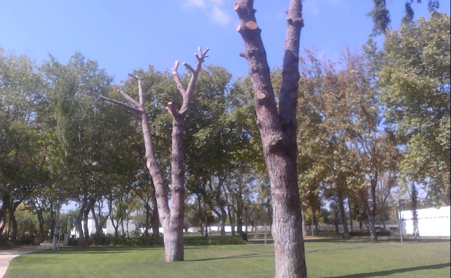 AUTARQUIA DE LOULÉ AUSCULTA MUNÍCIPES SOBRE O DESTINO DE PINHEIROS REMOVIDOS NO PARQUE MUNICIPAL