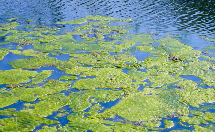 Governo aprova estratégia nacional  de combate a alga invasora 