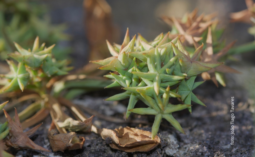 Damasonium bourgaei_@João_Tiago_Tavares