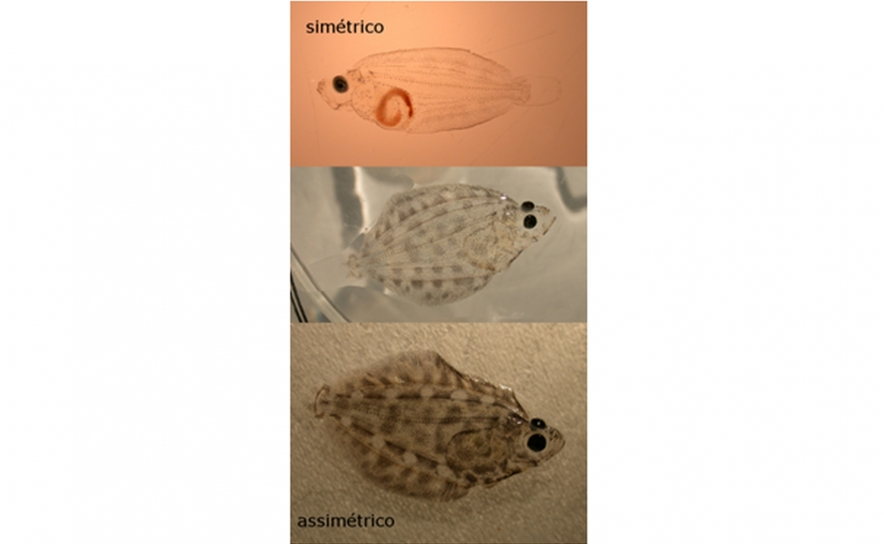 Investigadores do CCMAR descobrem genoma que guarda os segredos da metamorfose de um peixe redondo para um peixe plano