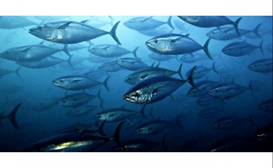 Faro recebe Congresso de Biologia Marinha dos Países de Língua Portuguesa