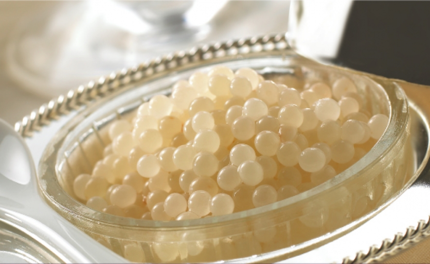 Caviar de caracol produzido no Algarve desafia chefes da alta cozinha