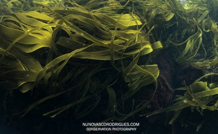 CIENTISTAS ANALISAM HABITATS CRÍTICOS E BIODIVERSIDADE E PROPÕEM MEDIDAS PARA REVERTER DECLÍNIO
