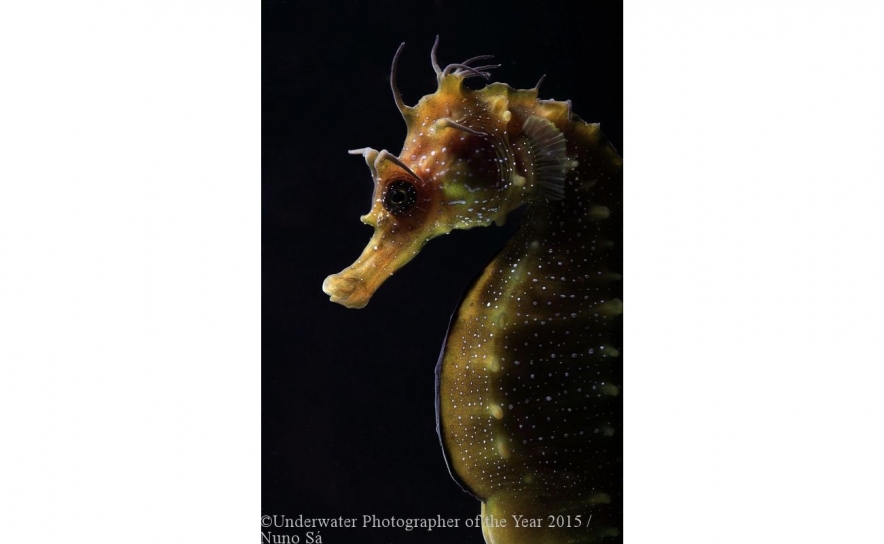 Cavalos marinhos dão prémio de melhor fotógrafo subaquático 2015 a Nuno Sá