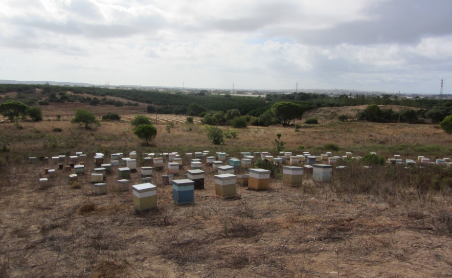 Apreendidas colmeias furtadas