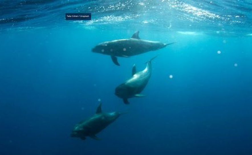 UAlg acolhe 3.ª Conferência Nacional de Literacia do Oceano