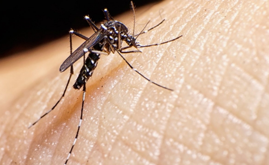 Autoridades pedem ajuda para reduzir mosquitos transmissores da dengue detetados no Algarve