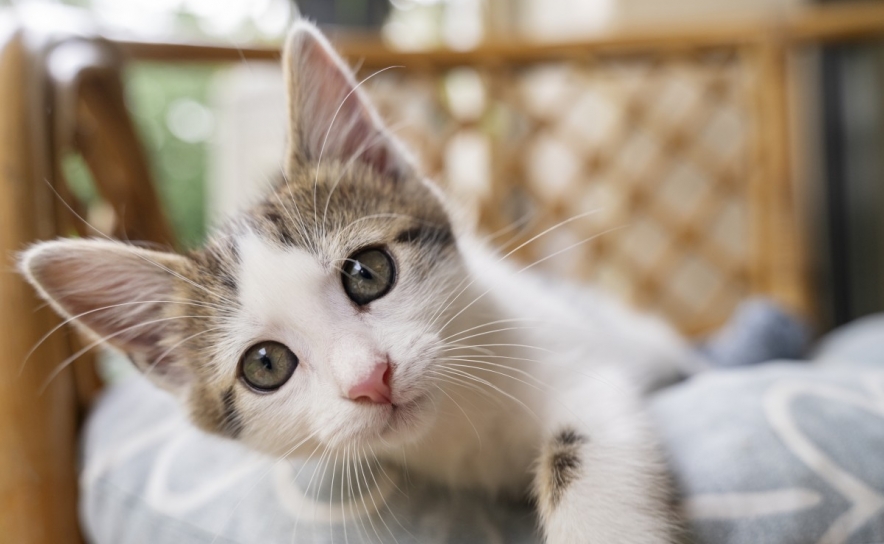 Casa bonita e pet-friendly: ideias de mobília para quem tem animais