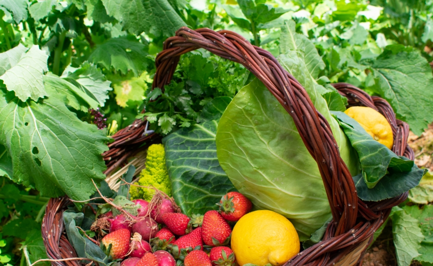 Dia Mundial da alimentação assinalado no Mercado de Produtores de Almancil