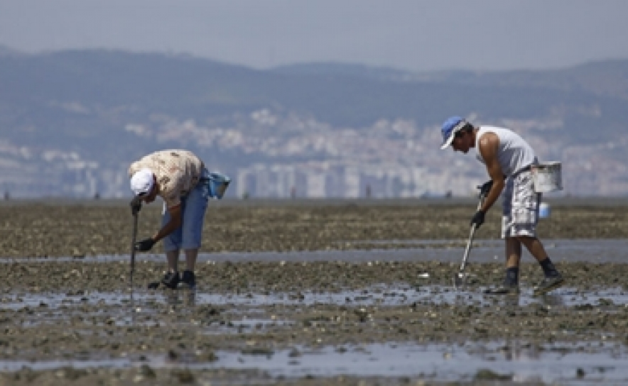Proíbida apanha de bivalves em diversas zonas da costa portuguesa