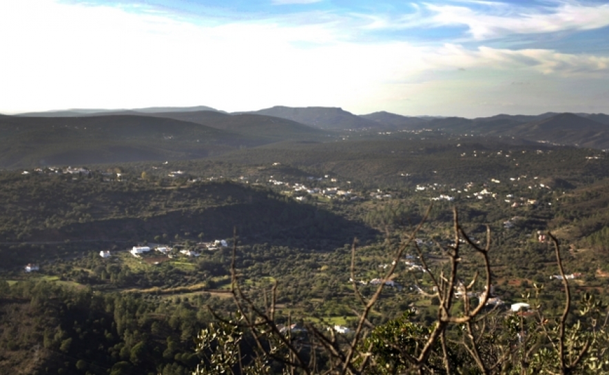 Águia-cobreira