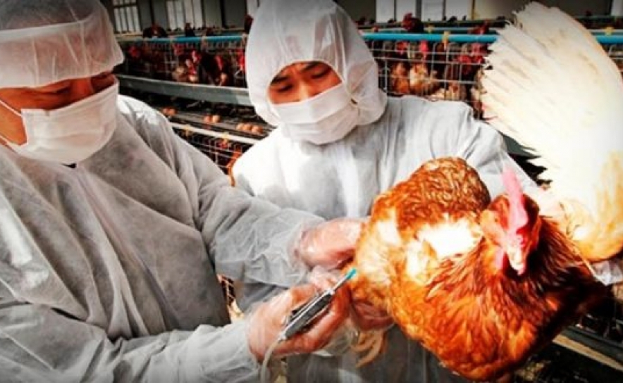França contabiliza 61 focos de contaminação de gripe das aves