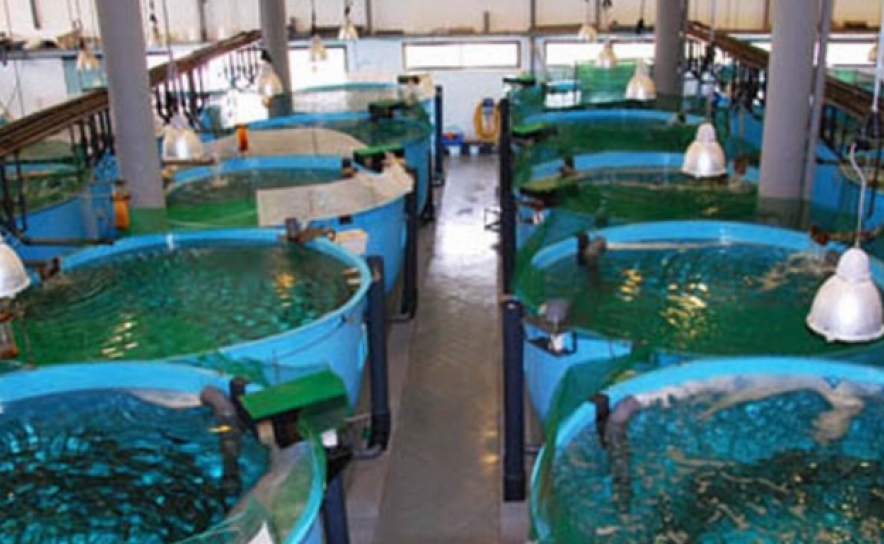 Jornada do Projeto AQUA&AMBI reflete sobre interação entre aquicultura e ambiente nas zonas húmidas do litoral do sudoeste ibérico