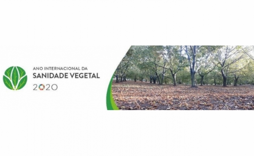 Ministério da Agricultura assinala Ano Internacional da Sanidade Vegetal