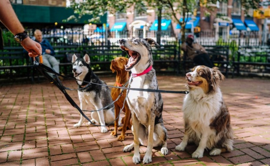 Os animais de estimação e o Covid-19: neste portal há respostas para tudo