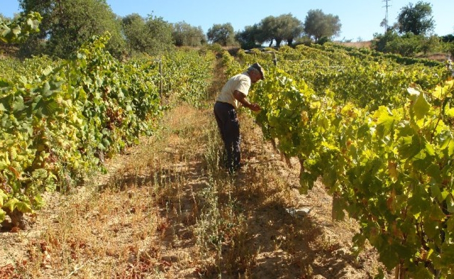 Passeio “Vinho e vinha” integra Feira da Dieta Mediterrânica