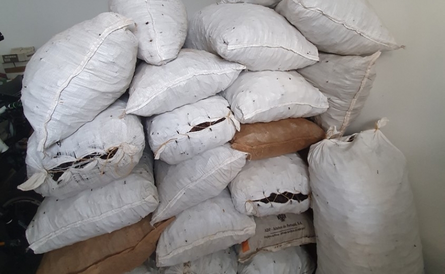 Apreendidos 750 quilos de alfarroba em Almancil