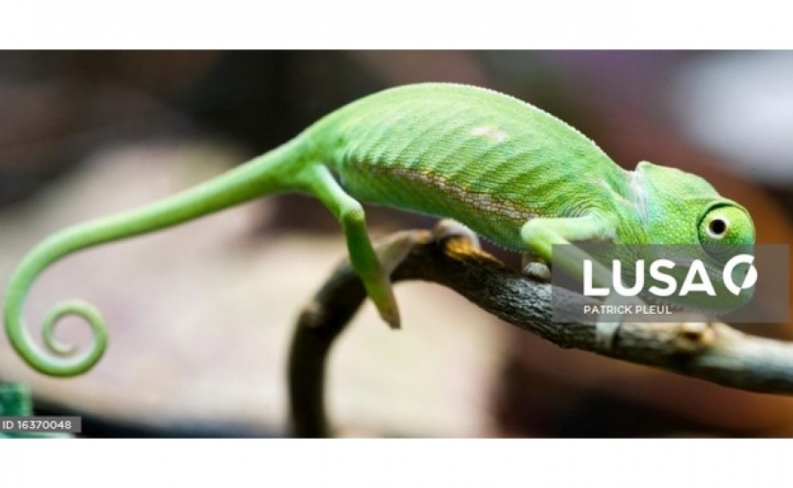 Projeto lançado no Algarve quer salvar camaleão da extinção