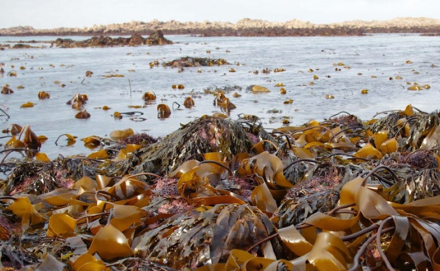 Acumulação de algas no Algarve é «natural» e não afeta qualidade da água - APA