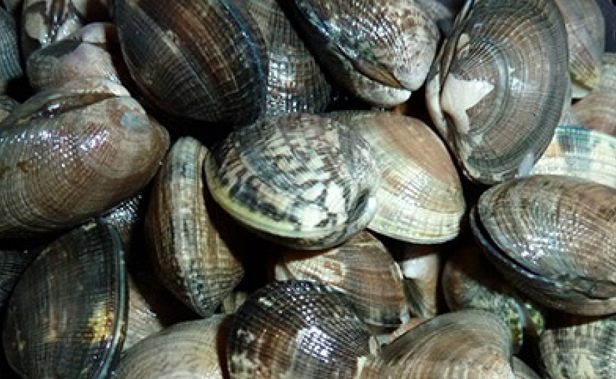 Comunicado: Apanha e captura de moluscos bivalves 