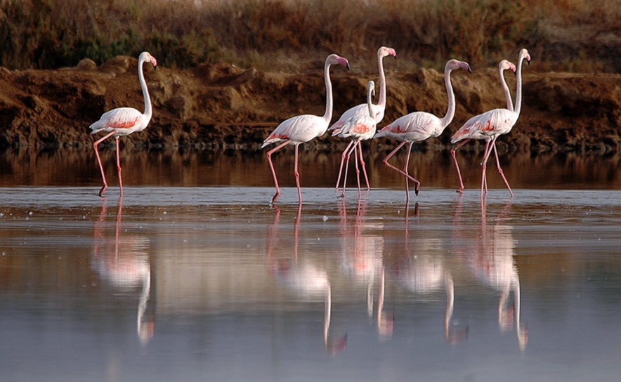 ENTREGA DE PRÉMIOS DO PASSATEMPO DE FOTOGRAFIA  «RIA MAIS QUE FORMOSA»
