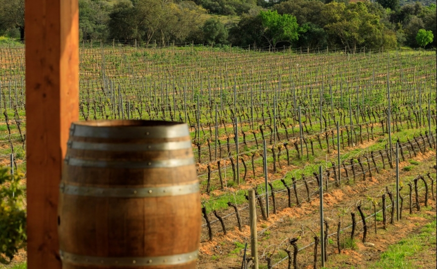 Produção de vinho certificado algarvio aumenta e atinge 2 milhões de litros Produção de vinho certificado algarvio aumenta e atinge 2 milhões de litros