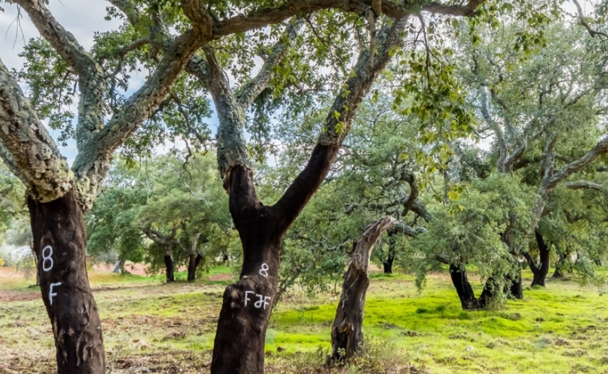 Especialistas juntam-se no Algarve para debater futuro da floresta mediterrânica