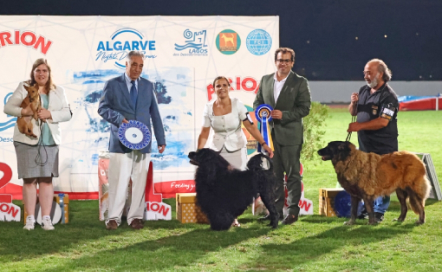 Exposições Caninas Noturnas do Algarve voltam a marcar presença em Lagos