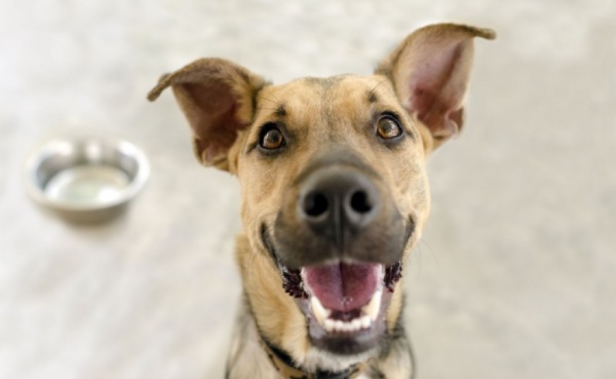 Hospital Veterinário de Loulé realiza rastreio à saúde oral de animais de companhia no MAR Shopping