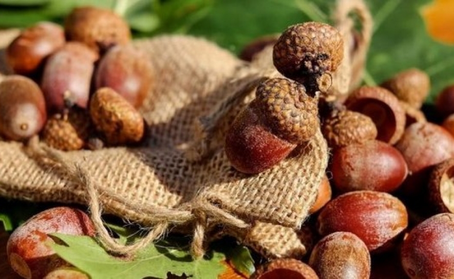 Empresa polaca de alimentos vegan procura fornecedor de bolotas biológicas