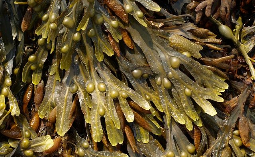 Investigadores estudam o desaparecimento de populações de algas castanhas no sul de Portugal