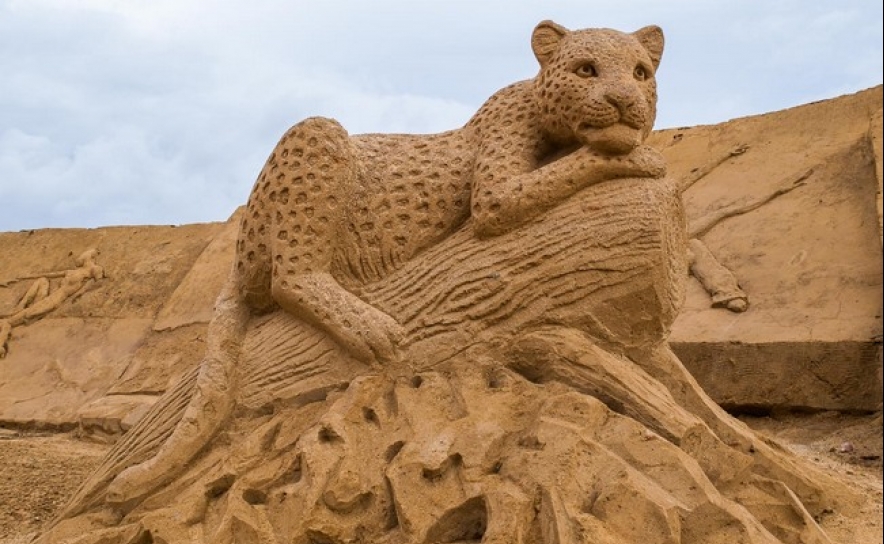 5 Leopardo