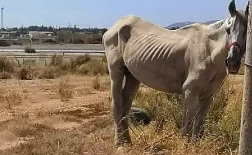 Cavalo subnutrido - Olhão