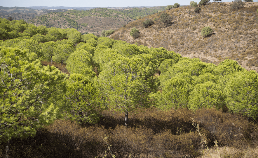 Programa de inovação e cooperação contra a Covid-19 e as alterações climáticas já tem vencedores