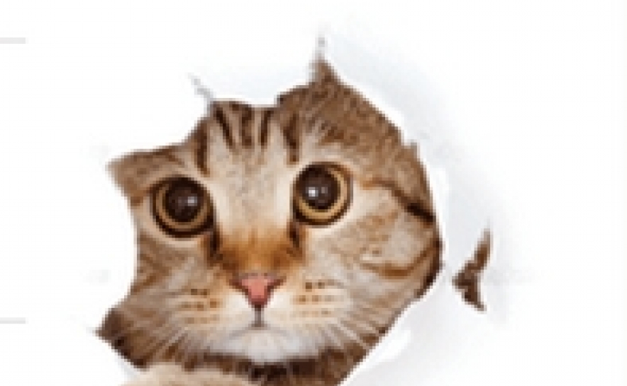 Animalife lança inquérito a associações de proteção animal sobre impacto da pandemia de Covid-19 