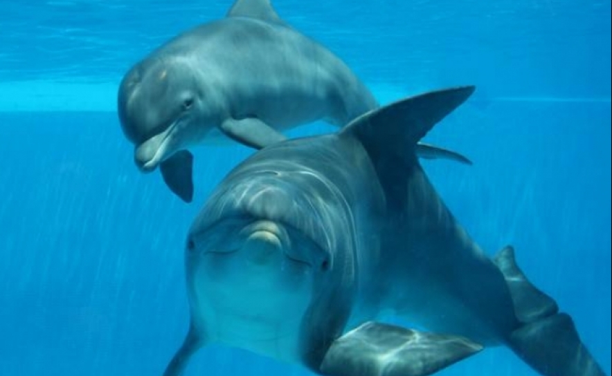 Zoomarine esclarece suspensão de gravações do programa da SIC