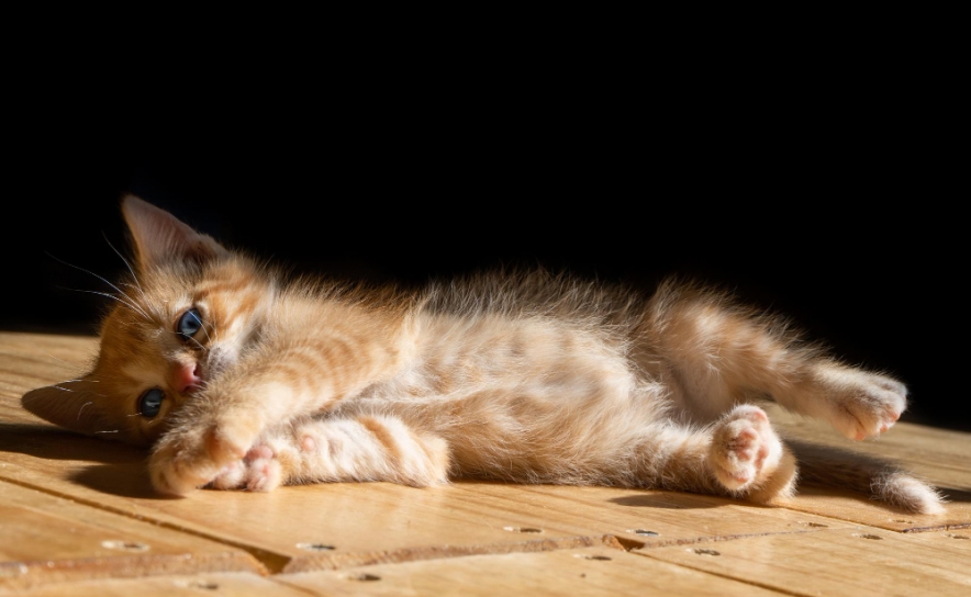 8 de agosto  Dia Mundial do Gato 