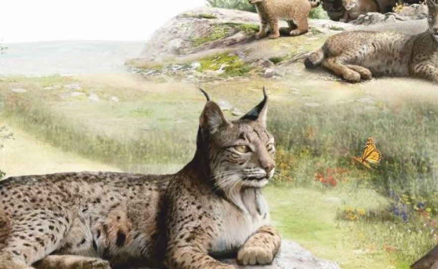 EXPOSIÇÃO «LINCE-IBÉRICO NA PENÍNSULA», A PARTIR DE 10 DE MARÇO, NO CELAS - CENTRO DE ESTUDOS LUSO-ÁRABES DE SILVES