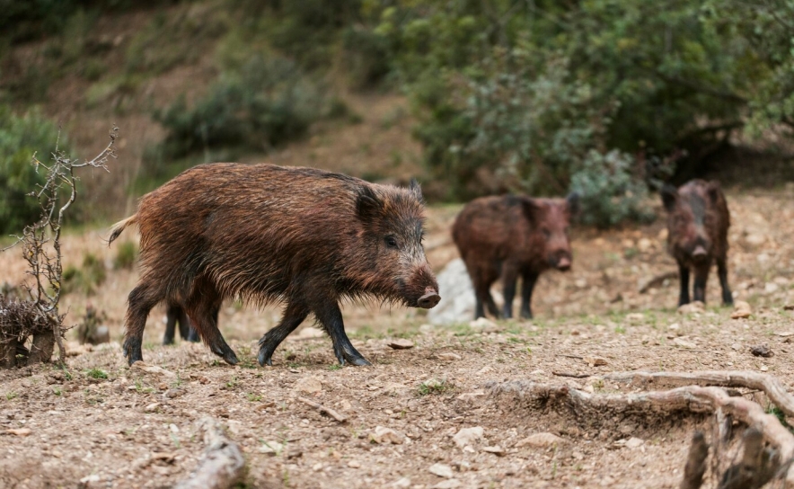  ZONAS DE CAÇA TURÍSTICA | Caça ao javali passa a ser permitida em ZCT inferiores a 400 hectares, exceto por montaria 