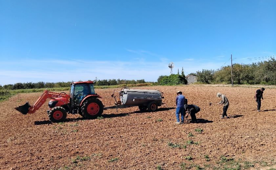 Plantação de porta-enxertos de videira