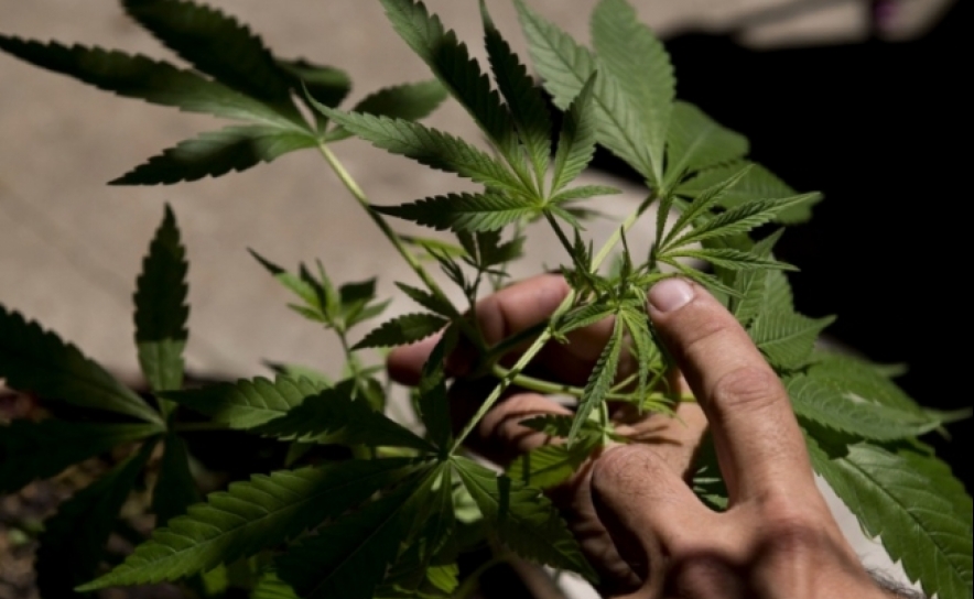 Homens que construíram estufas de canábis no Algarve julgados por tribunal coletivo