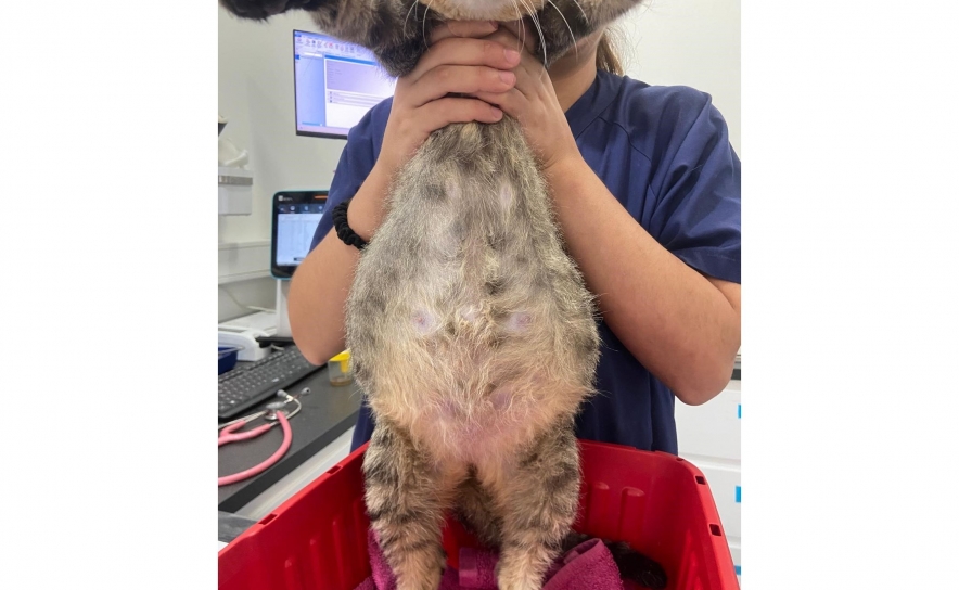 Conheça os benefícios e desfaça os mitos da esterilização animal 