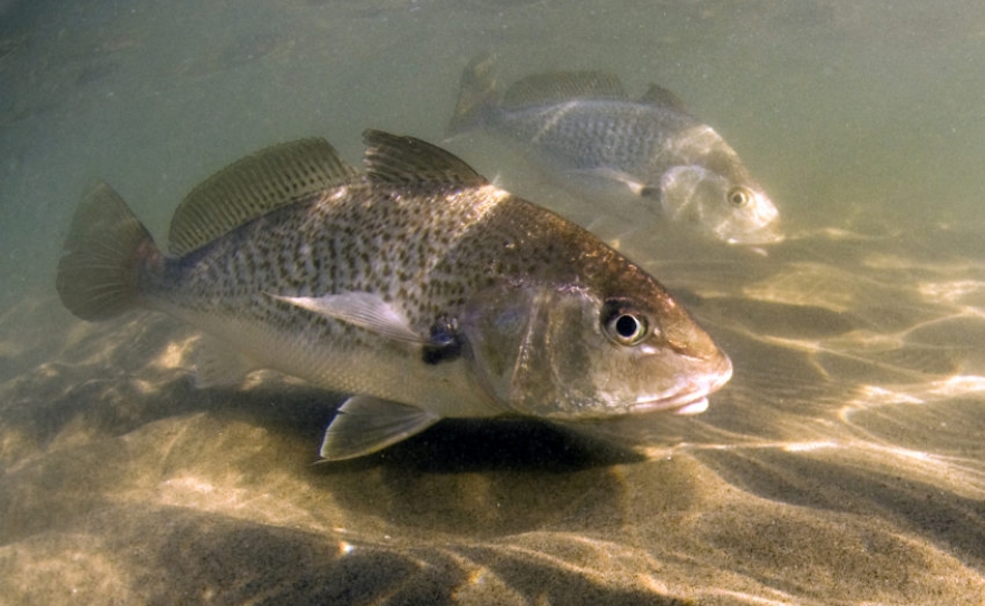 Corvina americana detetada no Algarve pode passar de ameaça a oportunidade - estudo