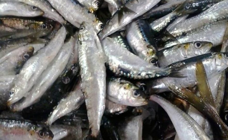 Por que razão as sardinhas são mais saborosas no verão? Fique a saber!