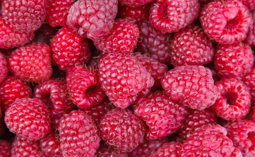 Frutos Vermelhos | Driscoll’s vai investir até 3 M€ na produção em Portugal